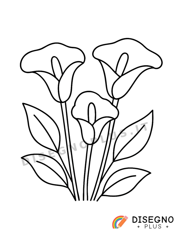 Disegno Calle bianche da colorare