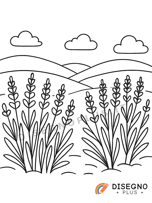 Disegno Campi di lavanda da colorare