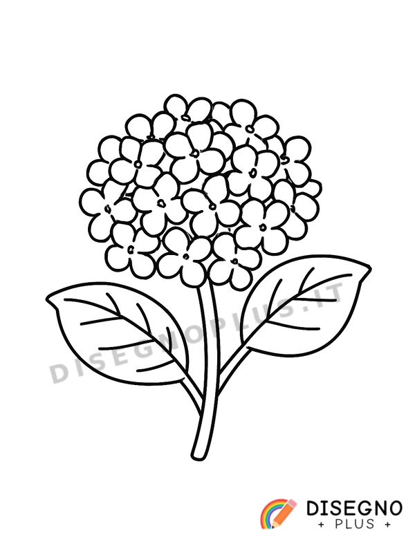 Disegno Ortensie blu da colorare