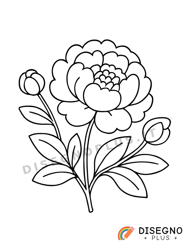 Disegno Peonia da colorare